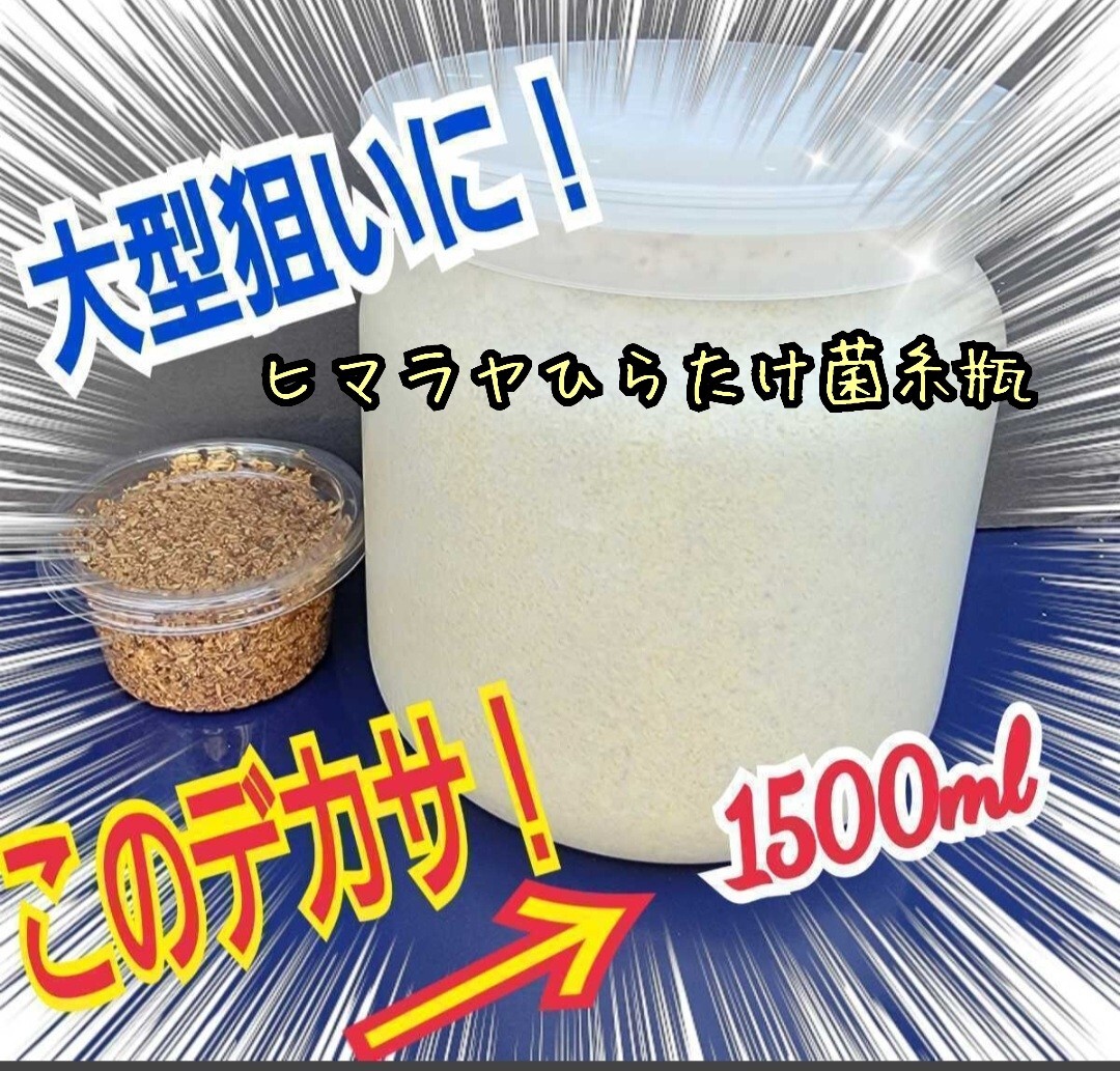 極上!ヒマラヤひらたけ 菌糸瓶 特大1500ml ギネスサイズのクワガタ羽化実績多数! トレハロース、ローヤルゼリー、キトサン強化配合拍卖