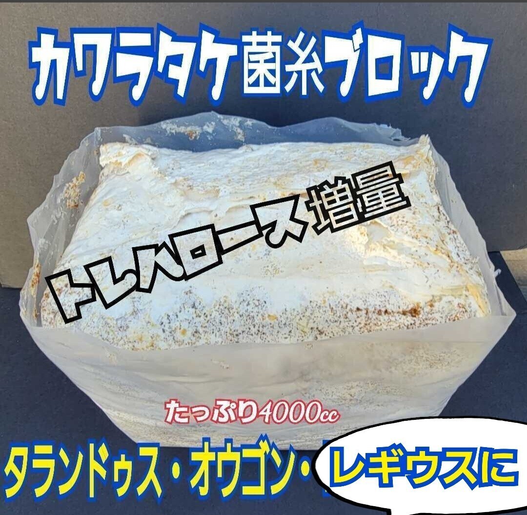 極上! カワラ菌糸ブロック 栄養添加剤・バクテリア強化配合で幼虫がビッグサイズに! フタマタクワガタにもお薦め! 産卵床にも使える拍卖