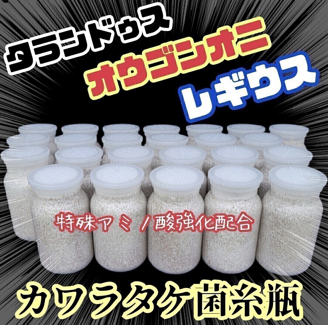クワガタ全般に使えます! カワラ菌糸瓶【6本】トレハロース・キトサン・ローヤルゼリー・特殊アミノ酸など栄養添加剤強化!大型狙えます拍卖