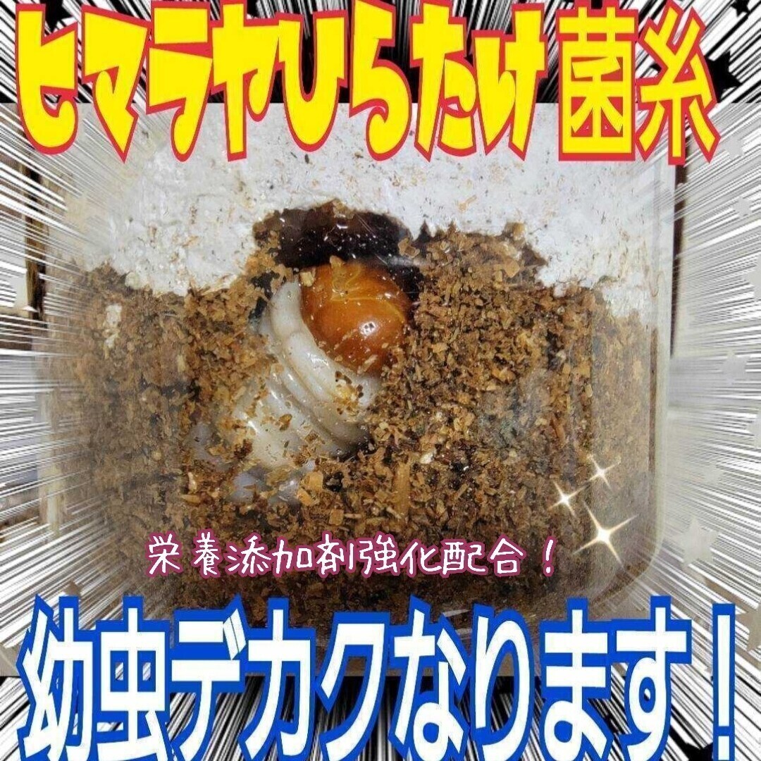 極上!ヒマラヤひらたけ 菌糸瓶 1500ml  ギネスサイズ多数羽化実績! トレハロース、ローヤルゼリー、キトサンなど特殊アミノ酸強配合拍卖