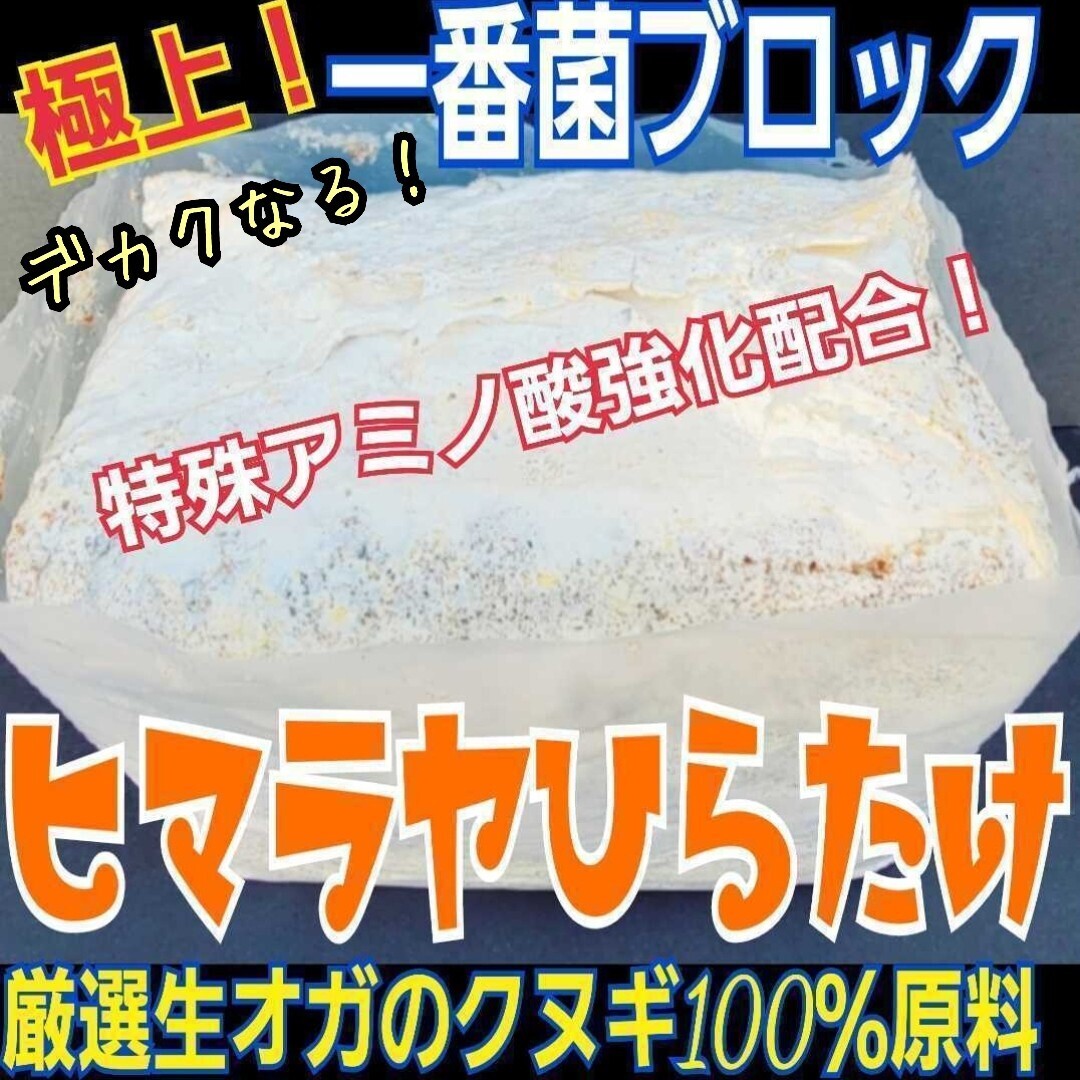 ネット売上No.1 菌糸ブロック 極上!ヒマラヤひらたけ  栄養添加剤強化配合! ビッグサイズ狙えます! ノコギリクワガタにお薦め!拍卖