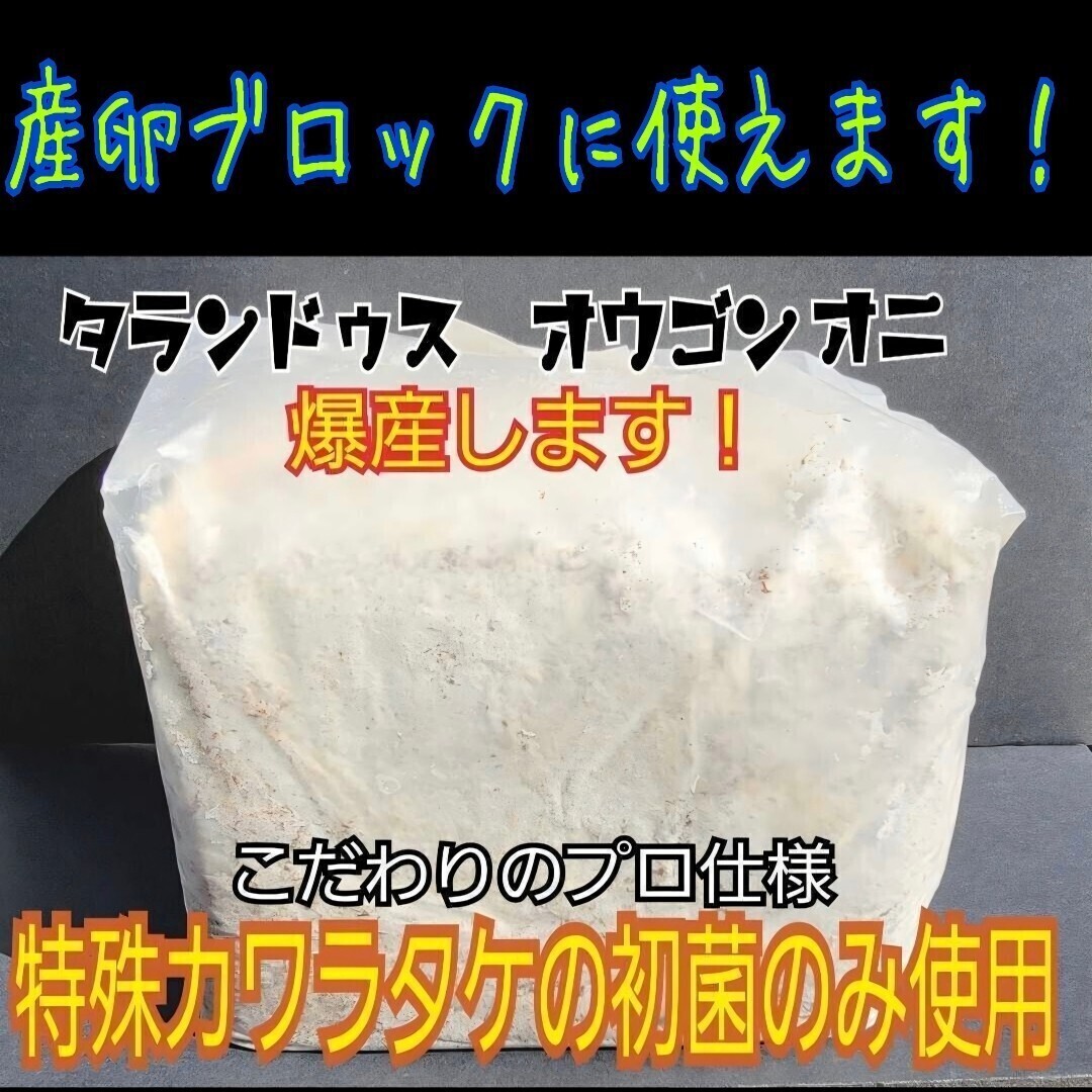 極上! カワラ菌糸ブロック 栄養添加剤・バクテリア強化配合で幼虫がビッグサイズに! オウゴンオニクワガタにお薦め! 産卵床にもOK!拍卖