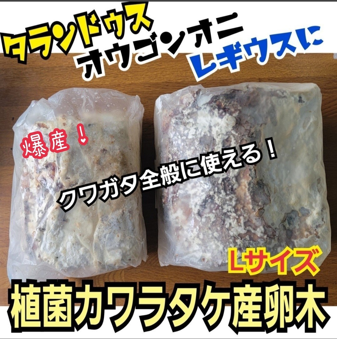 クワガタはコレが1番よく産みます! 特大サイズ! 植菌カワラ材【2本】カビない! 加水不用ですぐに使える マットに埋めるだけ!産卵木拍卖