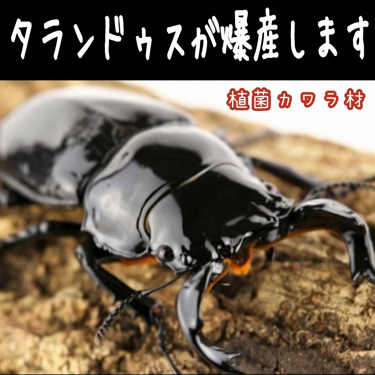 タランドゥスが爆産します! 植菌カワラ材【2本入り】オウゴンオニクワガタ・レギウスにも抜群! カビない!加水不用! 産卵木 産卵材拍卖