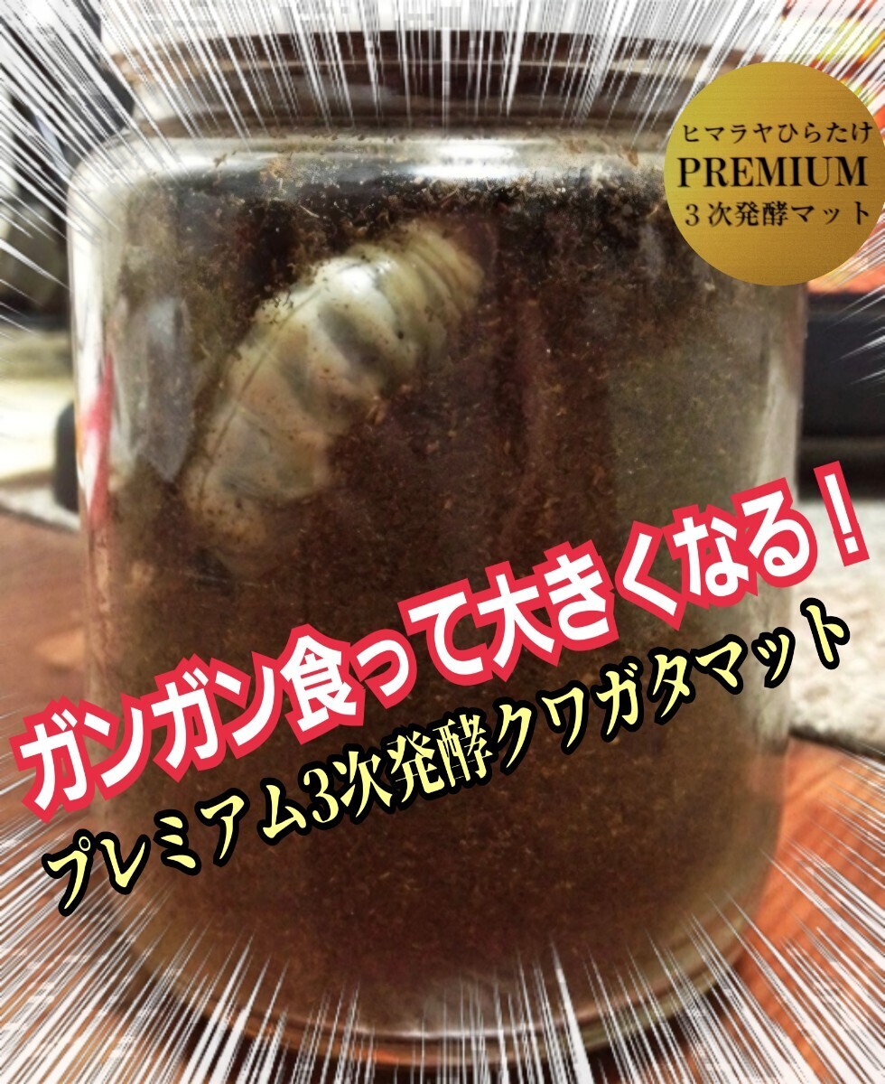 クワガタの幼虫が大きくなる!便利です!800ml クリアボトル入りプレミアム3次発酵マット 初令からOK!栄養添加剤、バクテリア強化配合!拍卖
