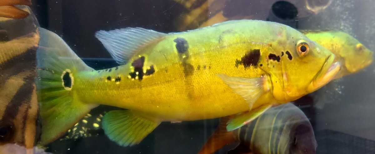 大きめサイズ!キクラオリノコエンシス拍卖