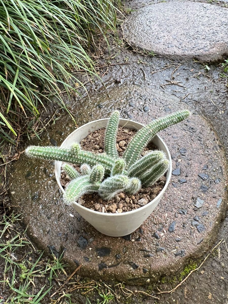 サボテン 白檀(C)拍卖