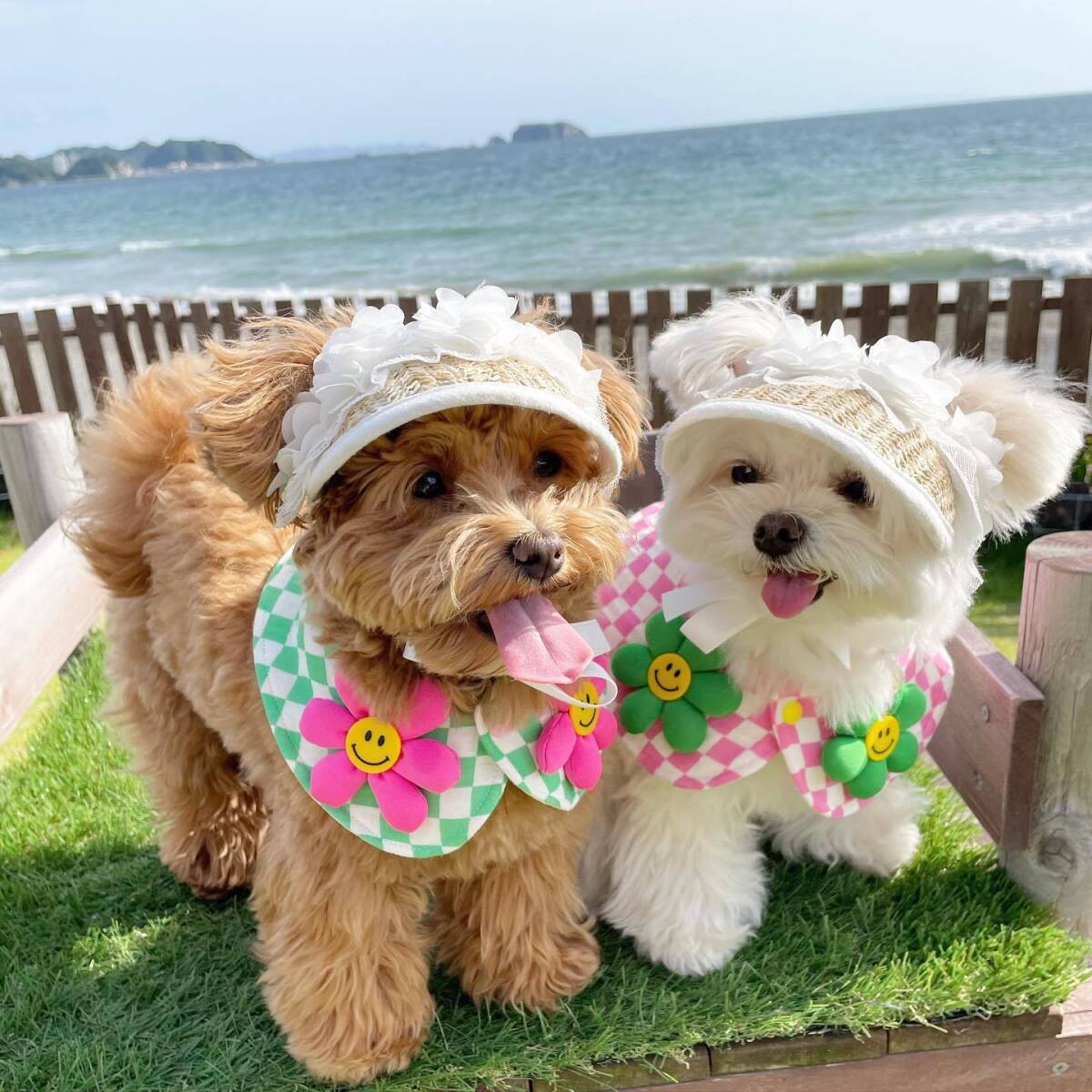 Sサイズ 犬 帽子 サンバイザー キャップ 撮影会 可愛い ドレスアップ アクセサリー 麦わら 小型犬 ホワイト レース AB0017拍卖