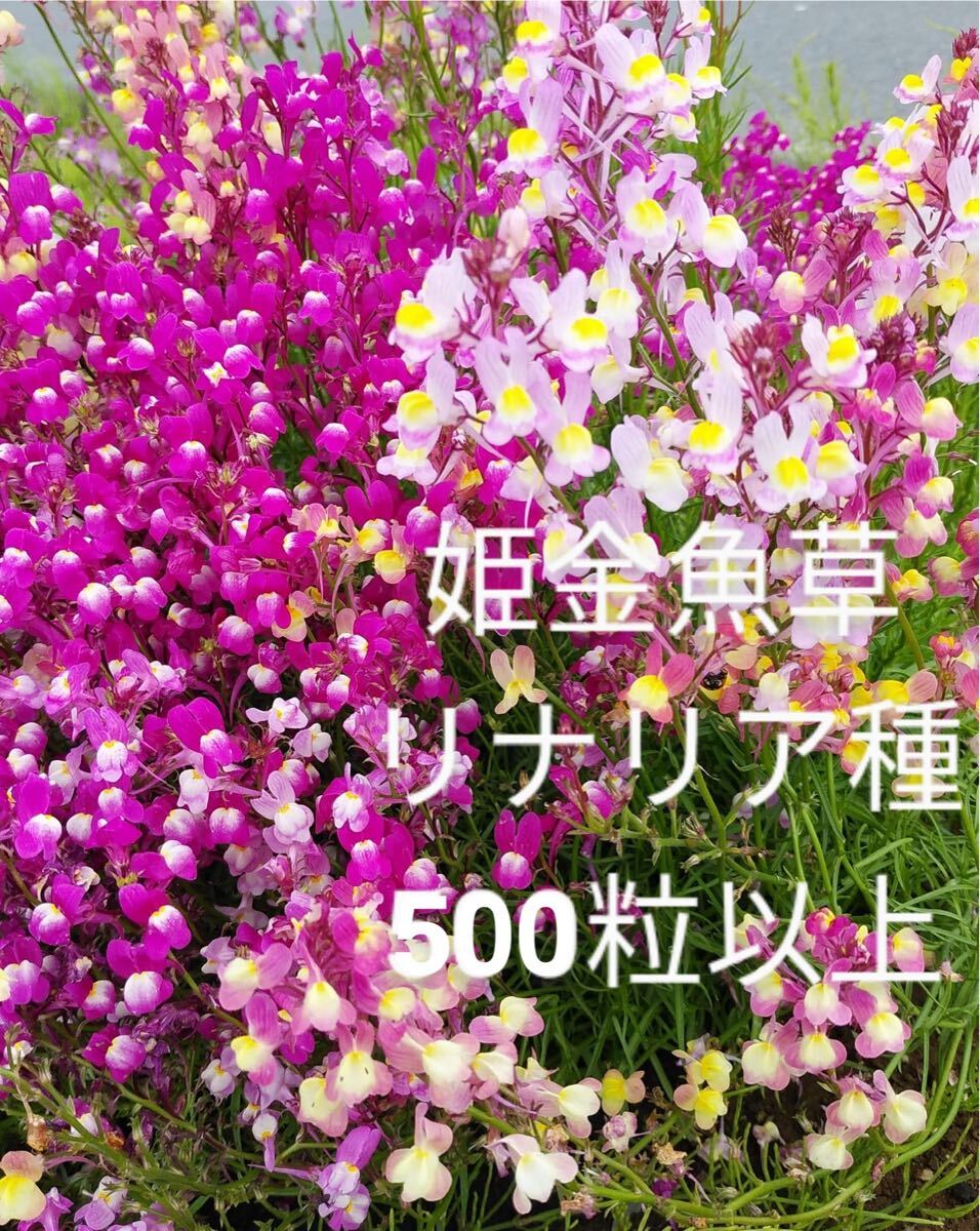 リナリア 姫金魚草 花の種500粒拍卖