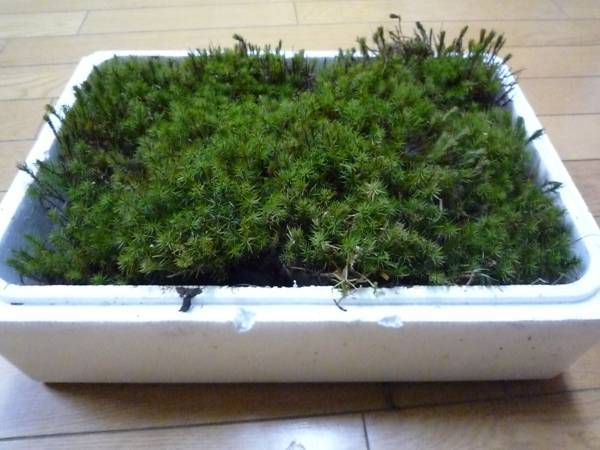 ●天然 杉苔●植木・盆栽・ガーデニング・スギゴケ拍卖