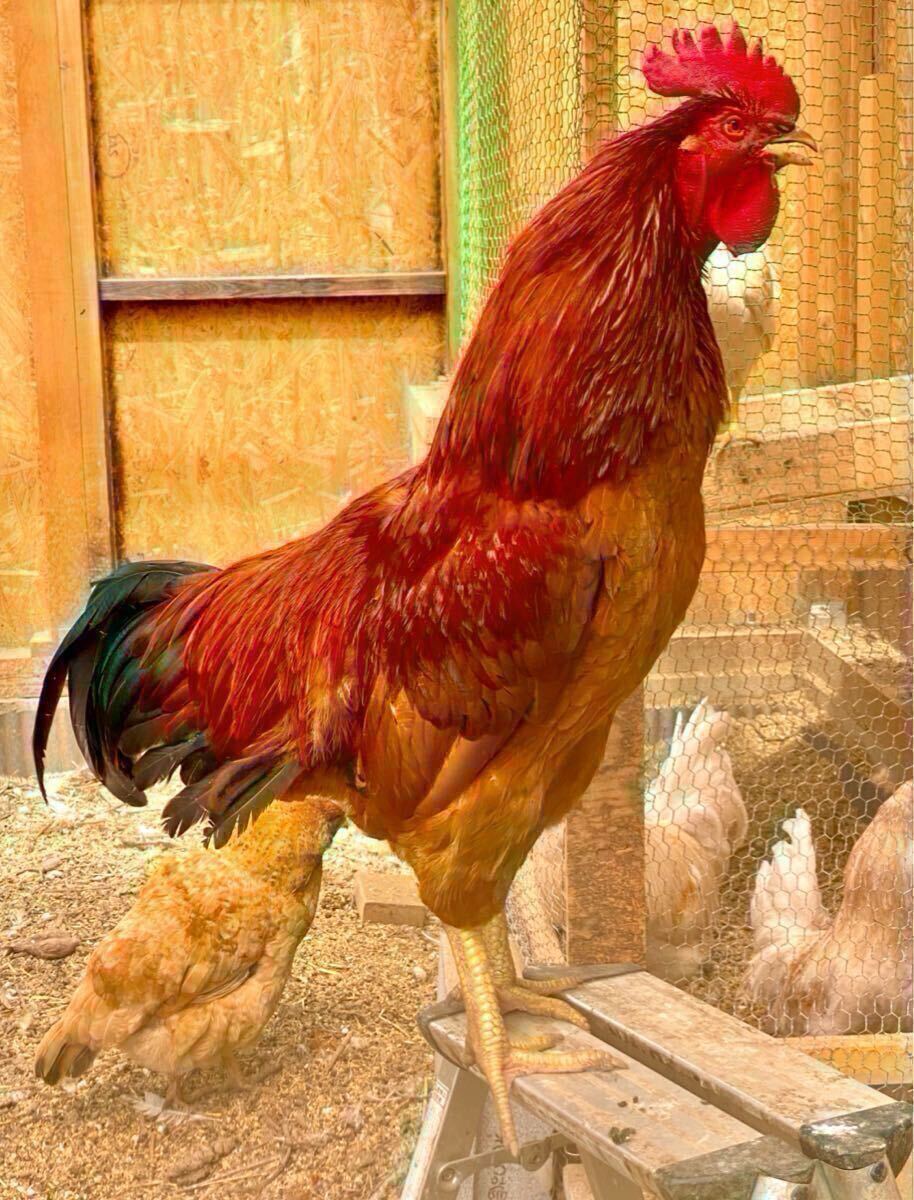 日本最大の鶏 天草大王 食用有精卵1個 落札後1日以内の連絡・支払厳守拍卖