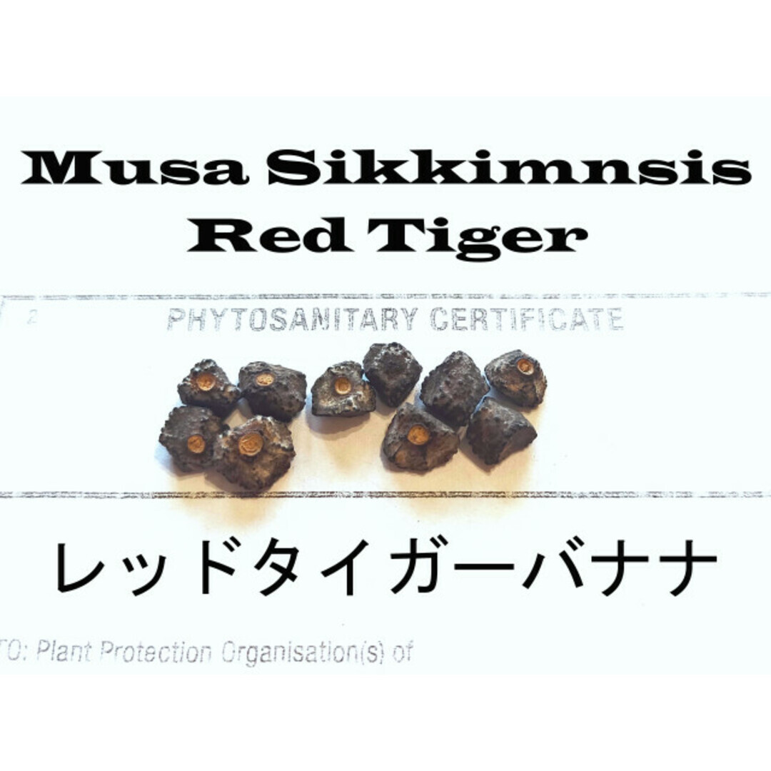 9月入荷 10粒 耐寒 レッド タイガー 斑入りバナナ 種 種子 証明書拍卖