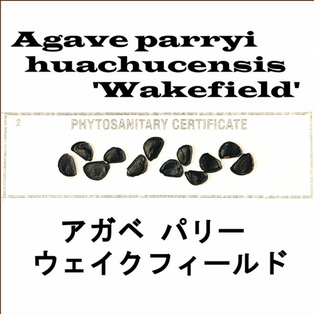 6月入荷 20粒+ パリー ホーチエンシス ウェイクフィールド 種子 種 証明書拍卖
