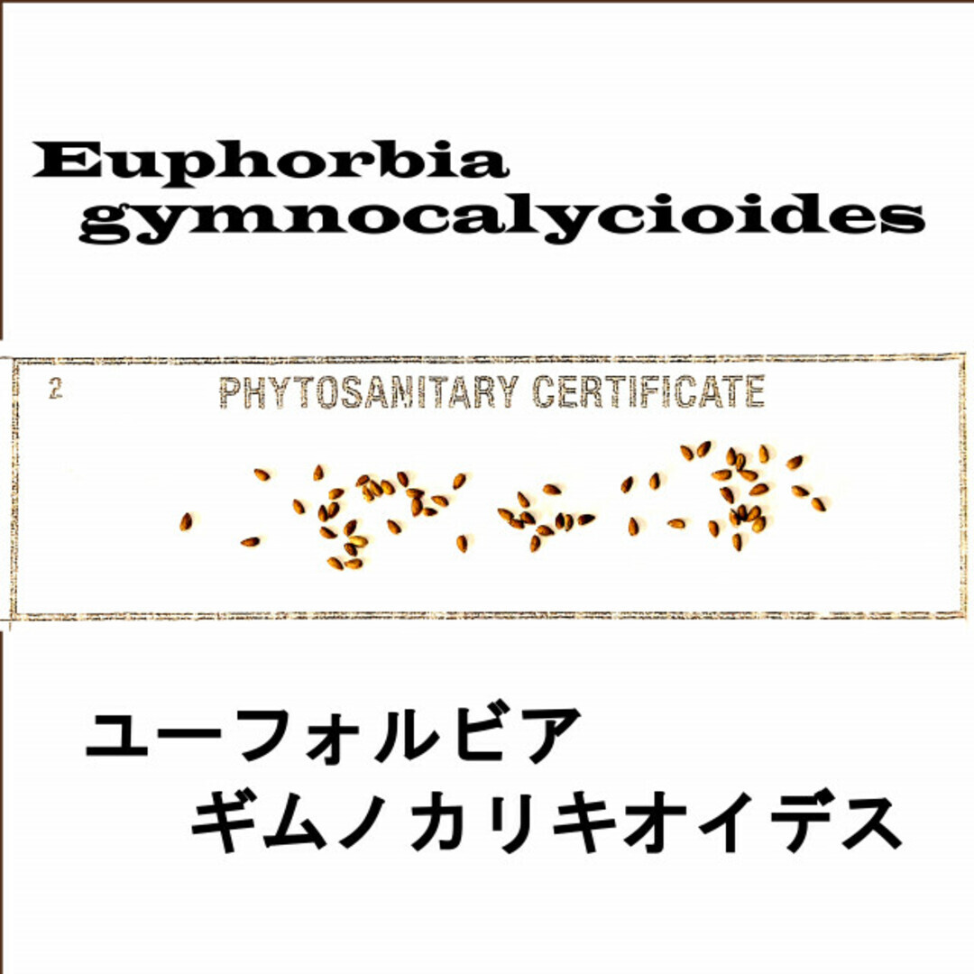 6月入荷 10粒 ユーフォルビア ギムノカリキオイデス 種子 種 証明書拍卖