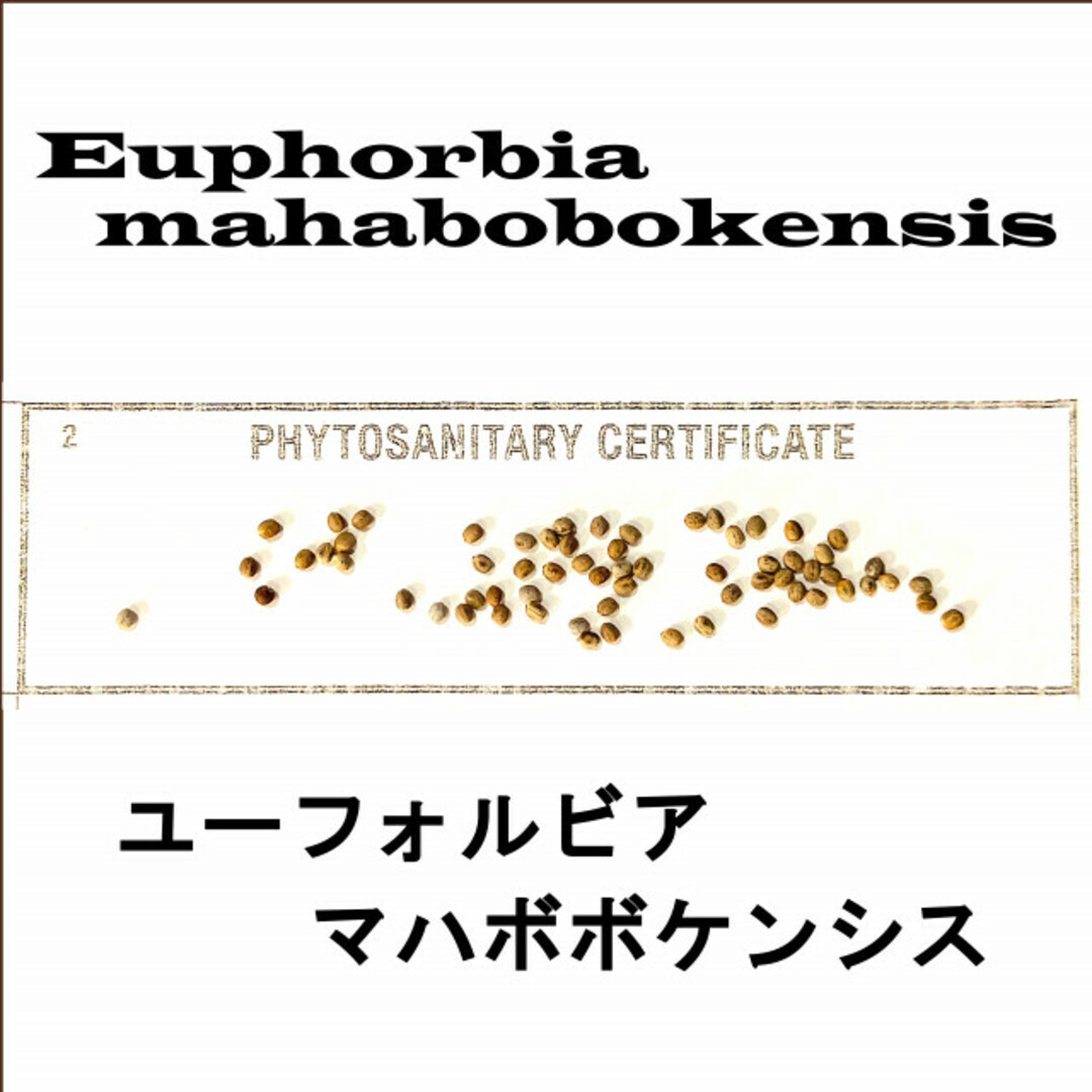 6月入荷 10粒 ユーフォルビア マハボボケンシス 種子 種 証明書拍卖