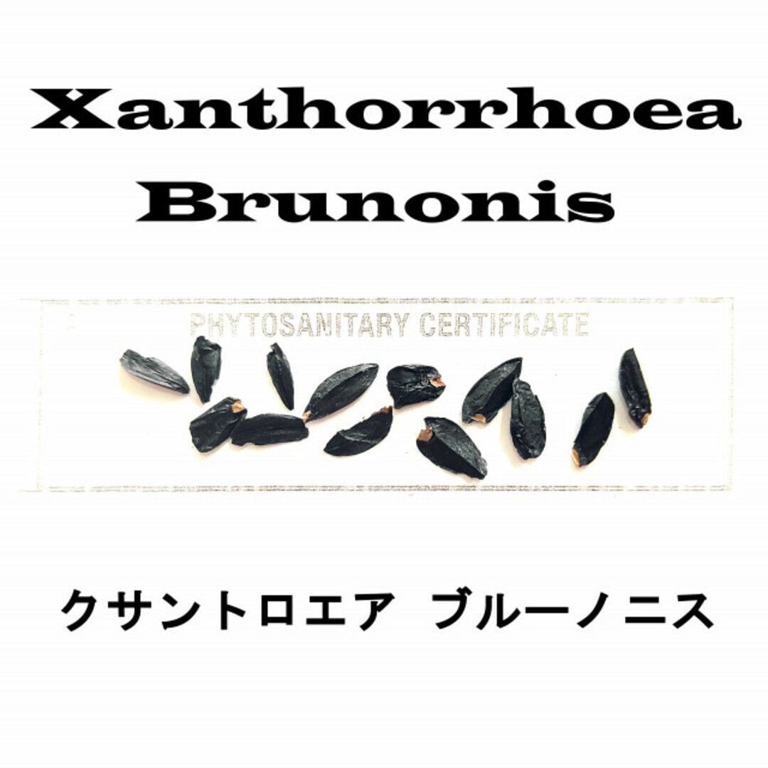 6月入荷 30粒+ クサントロエア ブルーノニス 種 種子 証明書あり拍卖