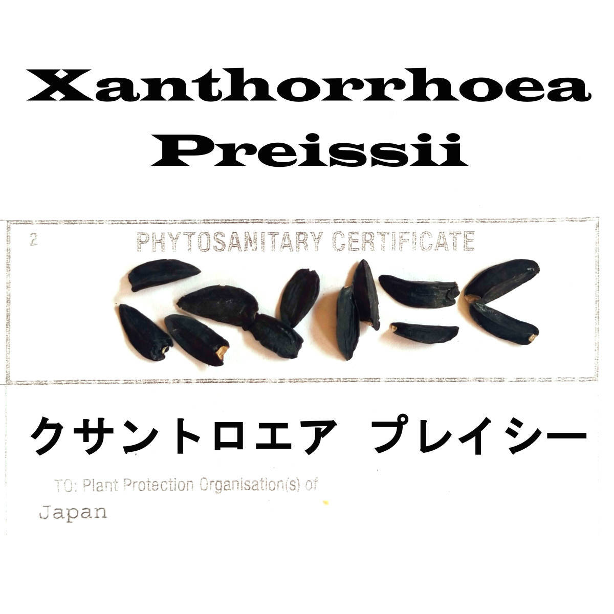 3月入荷 50粒+ クサントロエア プレイシー 種 種子 証明書あり拍卖