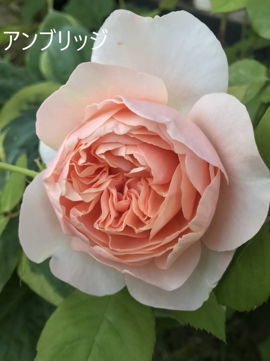 送料¥290 廃版 ER 強香 返り咲き 921 アプリコットピンクの花 他に出品中の苗と同梱可能 取り置き対応(要申告 バラ拍卖