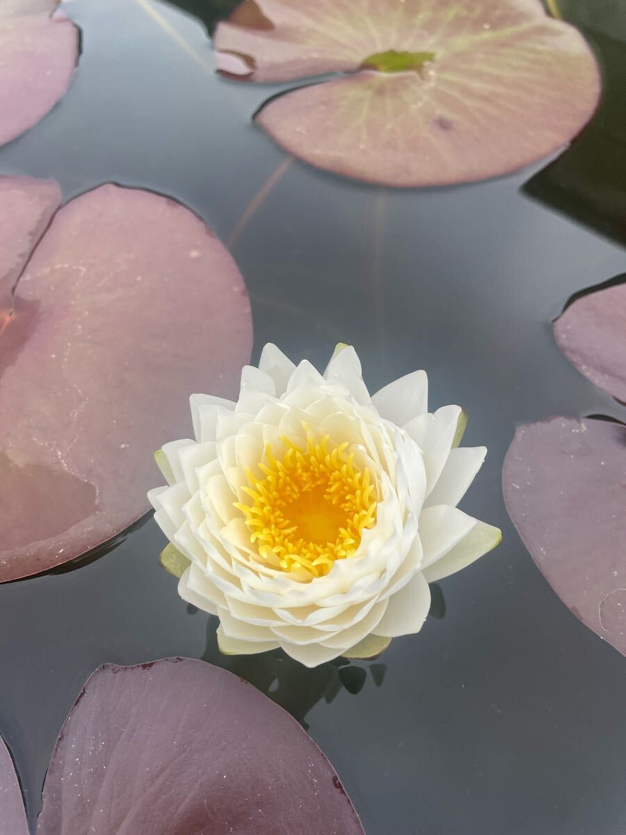 耐寒性睡蓮 スイレン苗 ラッタナ 睡蓮苗 (スイレン苗 蓮苗、花ハス、メダカ)温帯スイレン、ビオトープ ●大苗拍卖