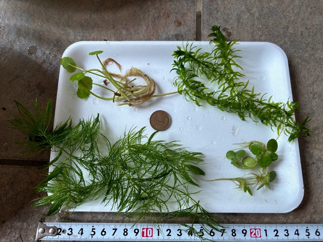 水草4種類 ウォータマッシュ マツモ アナカリス ドワーフフロッグピット 送料無料拍卖