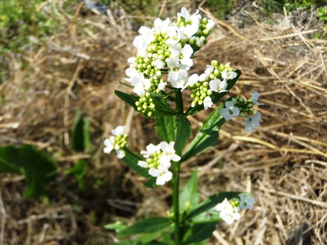 479.6◆すぐ植え付け出来る 芽だし 山わさび 3苗 西洋ワサビ ホースラディッシュ◆トライ家庭菜園 山菜 プランター菜園 栽培 自然菜園 種苗拍卖
