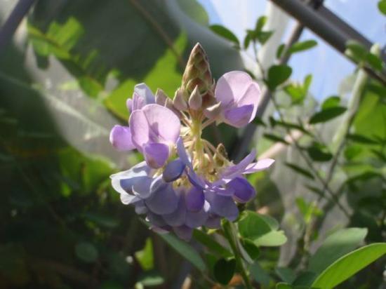 ★音に反応して動く植物★マイハギ★種7個拍卖