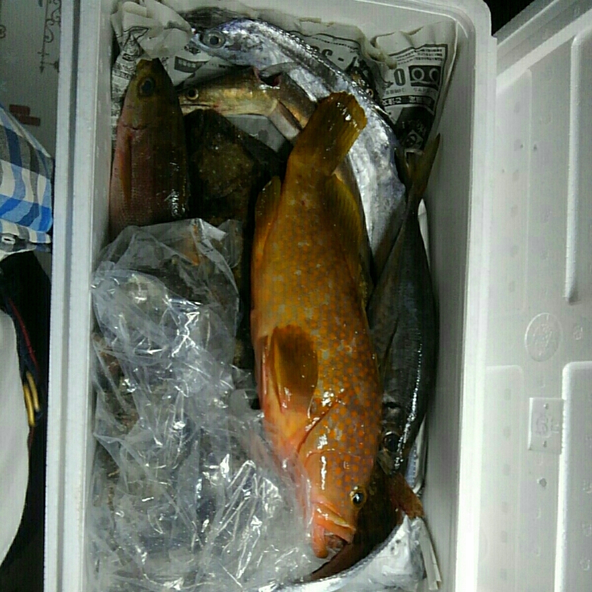 釣りもの鮮魚BOX拍卖