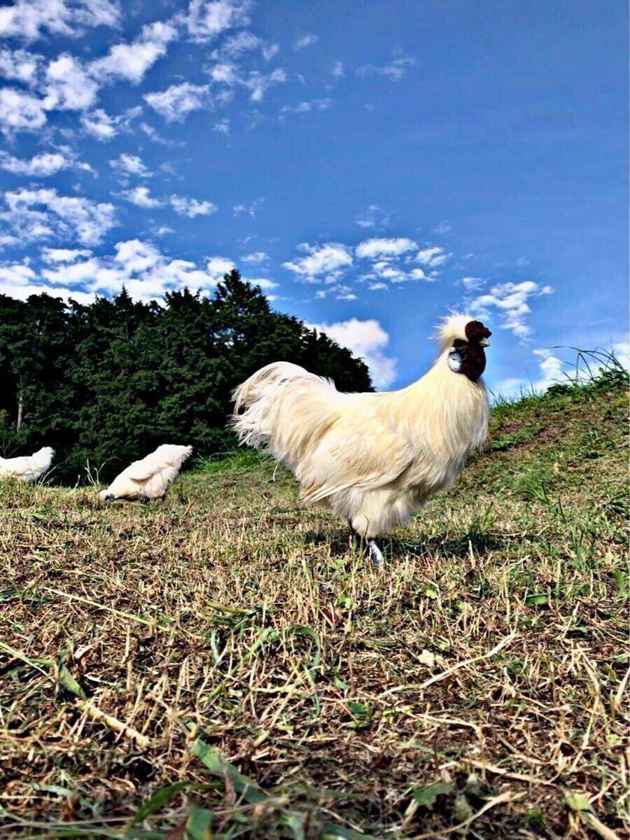 東京烏骨鶏の卵 烏骨鶏 放し飼い 平飼い有精卵(食用可)送料無料 6個セット拍卖