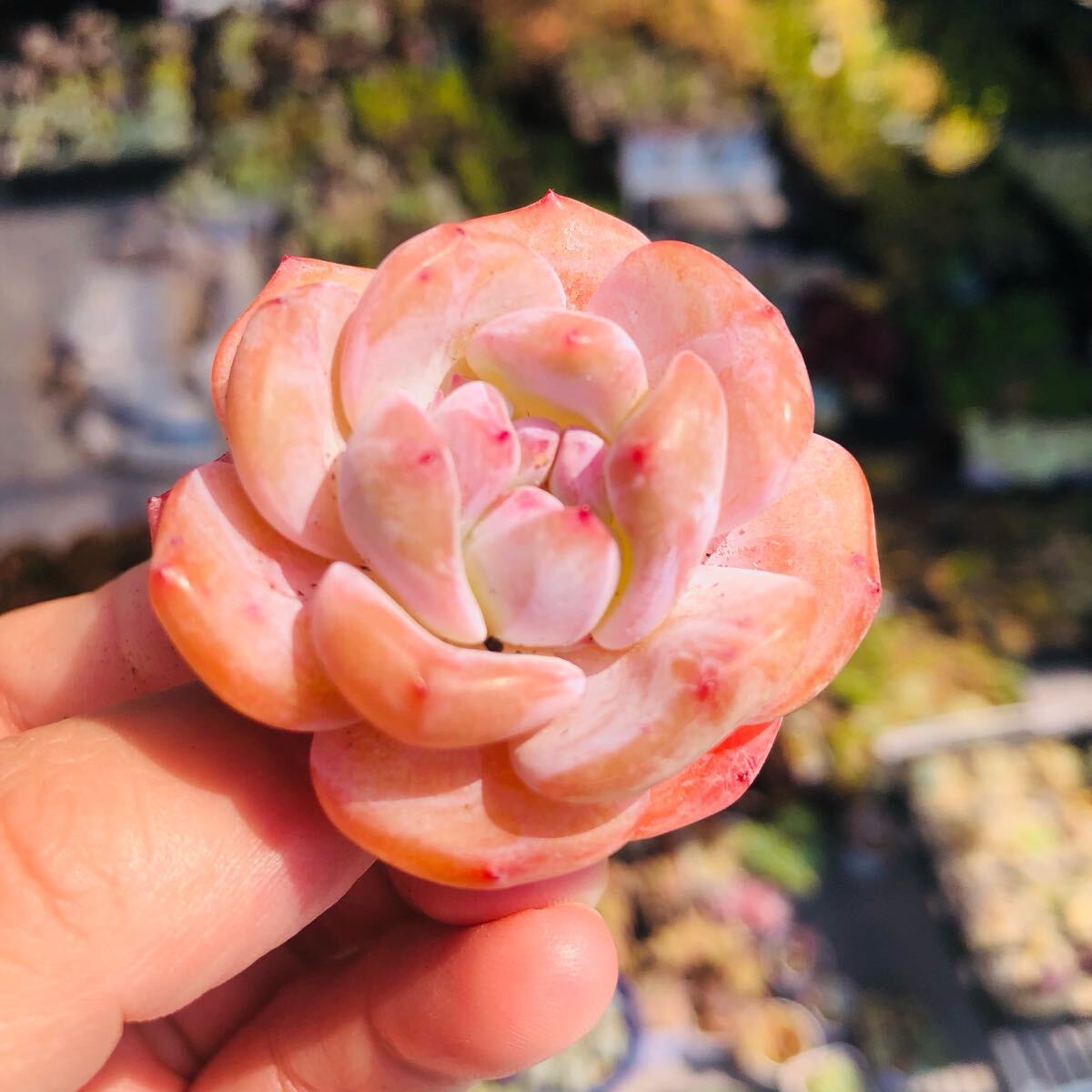 ピンク琥珀 エケベリア 多肉植物拍卖