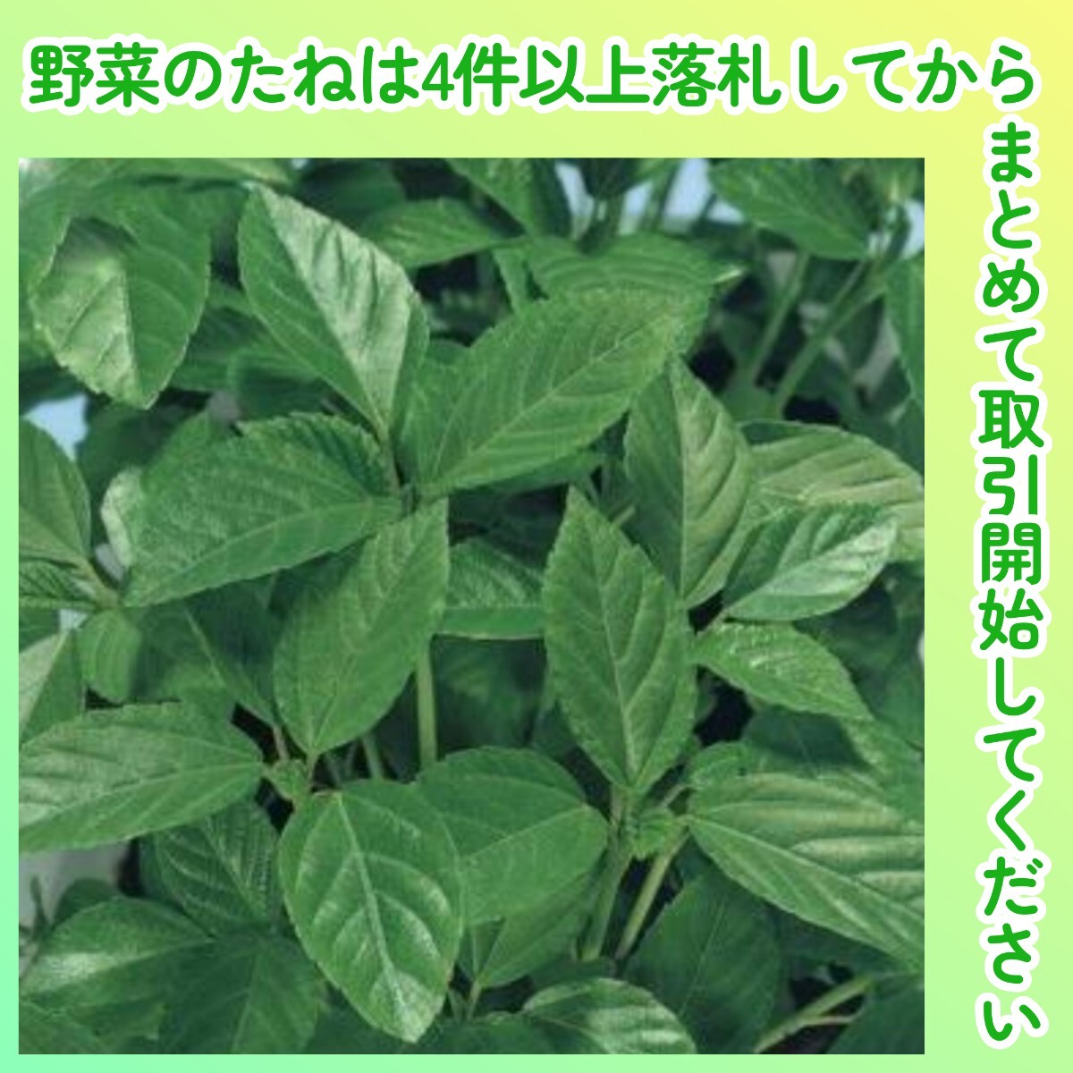 4件以上落札◆モロヘイヤ種◆モロヘイヤ 約130粒◆固定種 貴重な夏の葉物野菜 健康野菜 ネバネバ野菜拍卖