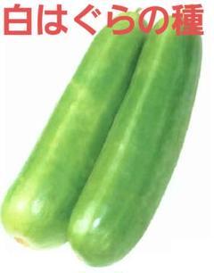 <野菜の種>白はぐら 20粒 つけうり ツケウリ はぐら瓜 漬物瓜拍卖