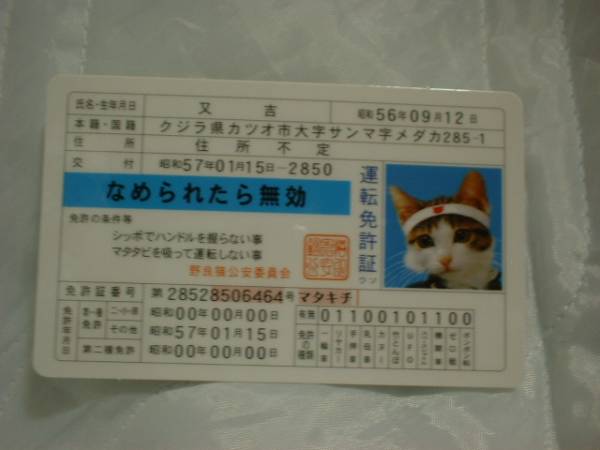 ★ なめ猫 なめんなよ 免許証 又吉 新品 即決 なめられたら無効 ★ なめ猫同梱検索拍卖