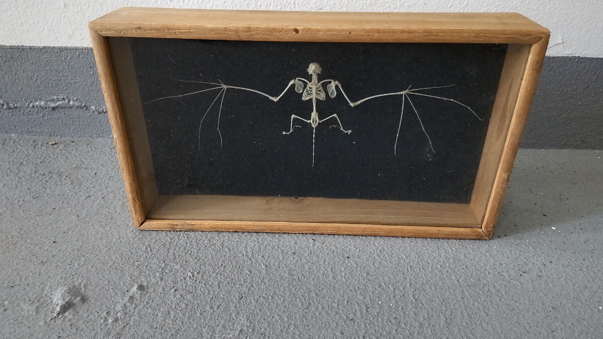 コウモリ 骨格標本 昭和 ヴィンテージ 学校教材拍卖