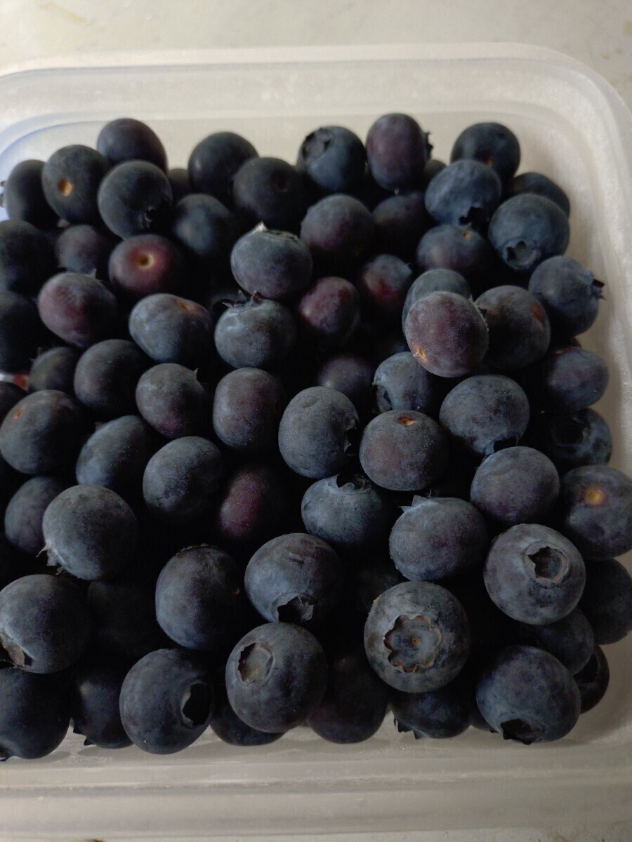冷凍ブルーベリー 2025年産 川越市 農家直送 10kg 利根川農園 とねちゃんねる拍卖