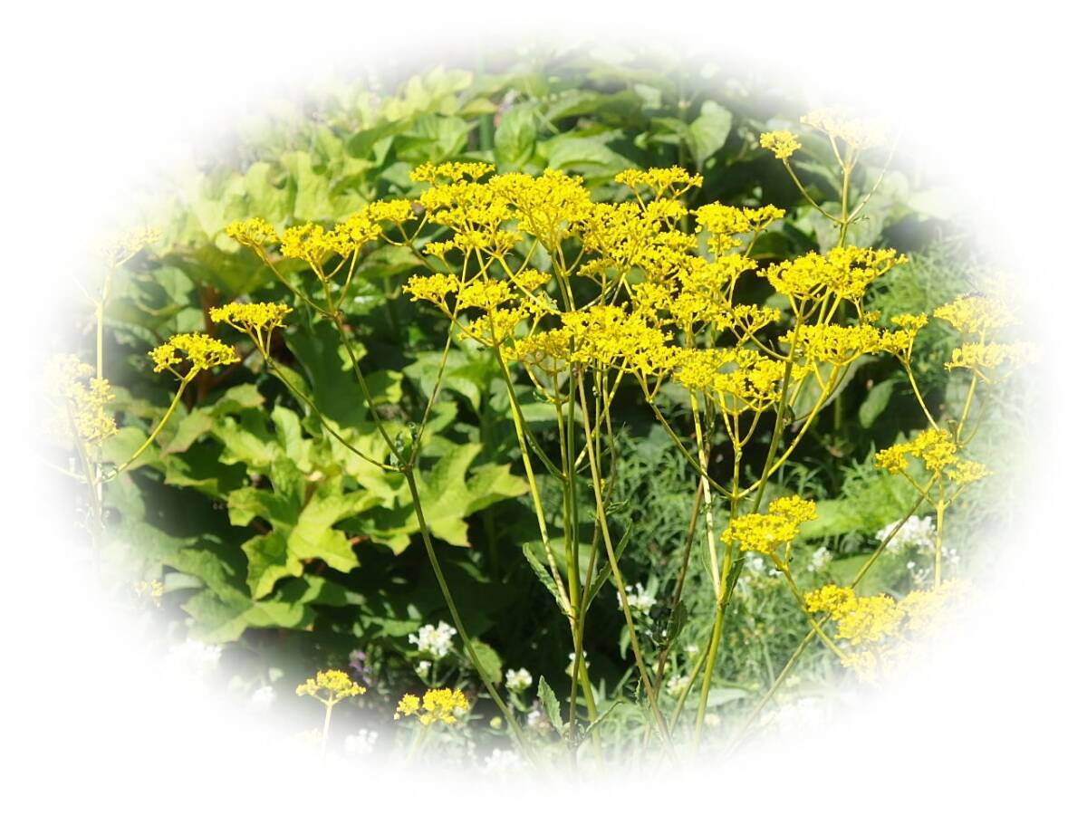 オミナエシ 30粒 女郎花 秋の七草のひとつ アワバナ 粟花 ハイショウ 絶滅危惧植物? 花が大好き 7年自家採取拍卖