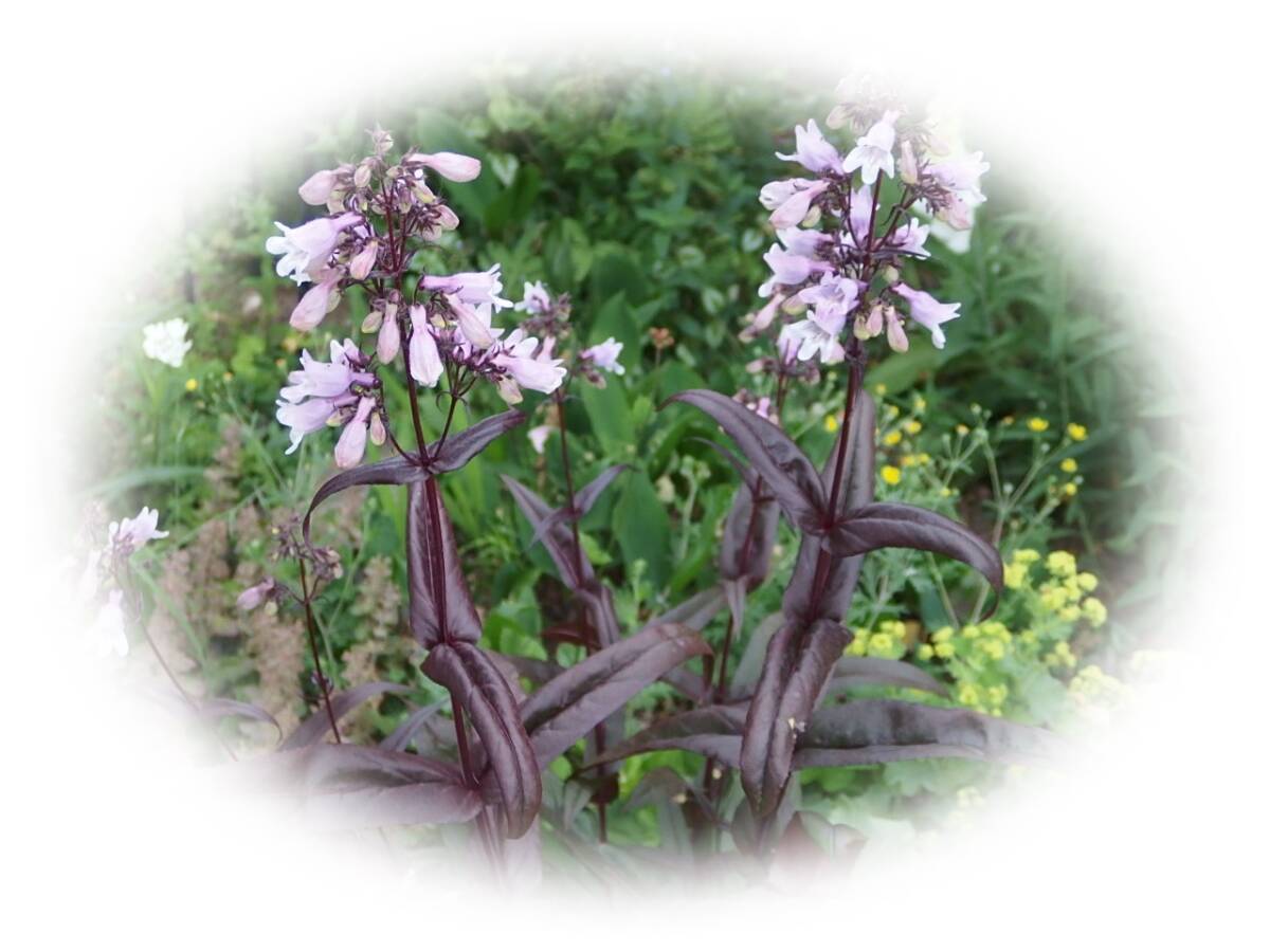 ペンステモン mix 45粒 耐寒性多年草 カラーリーフ 7年自家採取 種 花が大好き拍卖