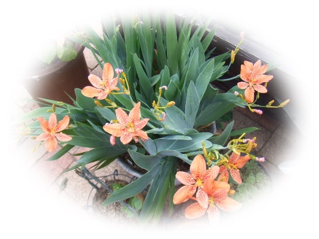 ヒオウギ オレンジ 21粒 日扇 檜扇 ヒオオギ  耐寒性多年草 7年自家採取 種 花が大好き拍卖