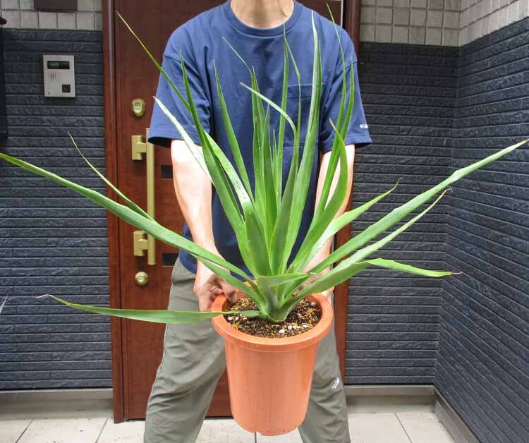 【現品】ドラセナ・ドラコ(流通名:竜血樹)8号 4Y番拍卖