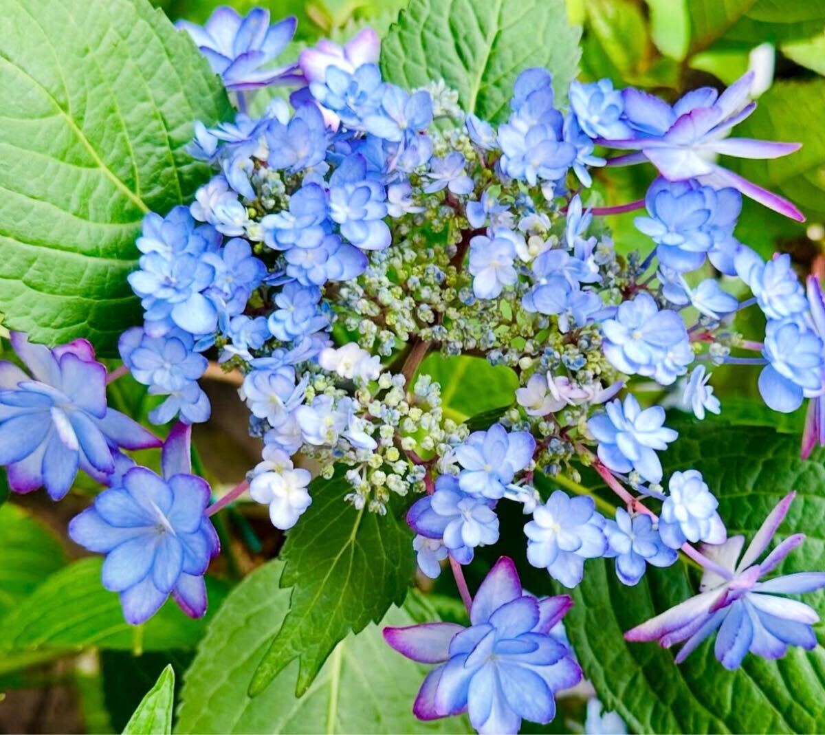 紫陽花 ひな祭り ひなまつり 花の苗 アジサイ ハイドランジア拍卖