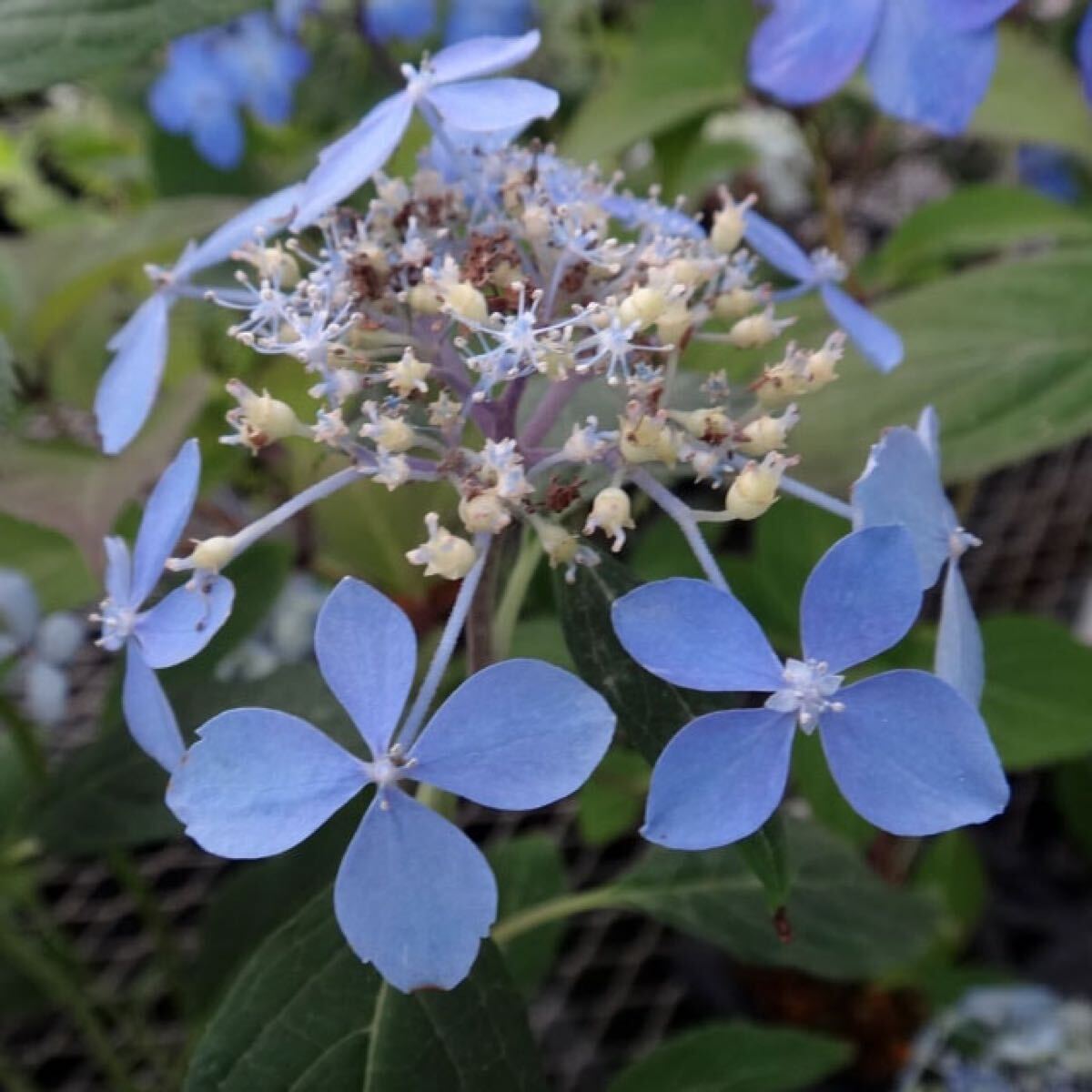 瀬戸の涼風 花の苗 ヤマアジサイ 紫陽花拍卖