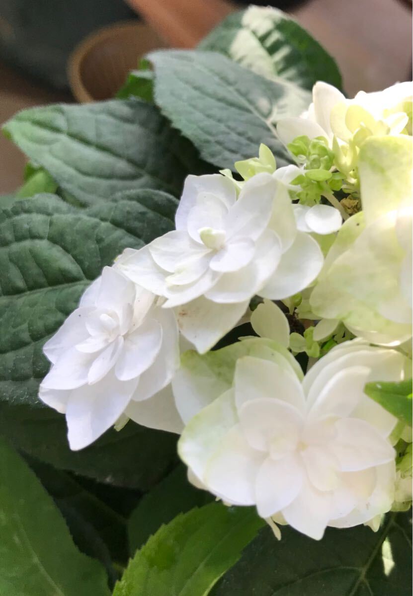 ヤマアジサイ 八重白扇 花の苗 山紫陽花拍卖