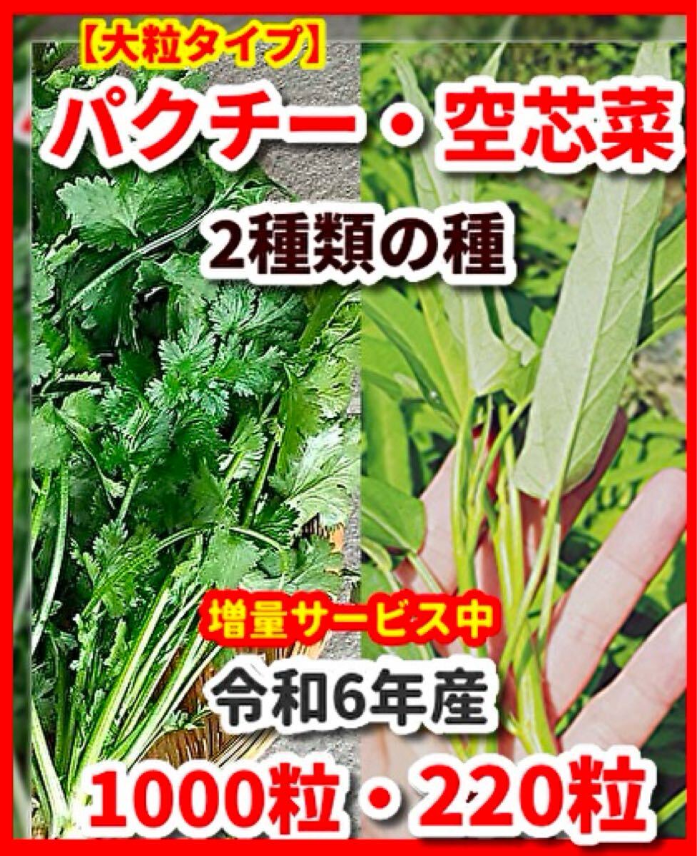 パクチー(大粒タイプ)&空芯菜の種セット★拍卖