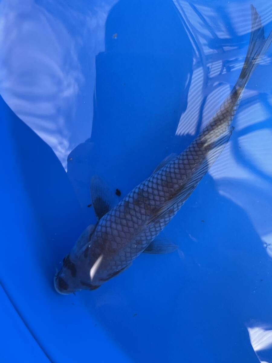 ★特選当歳★令和6年産 大きくなる花柄模様の落ち葉19cm程度拍卖