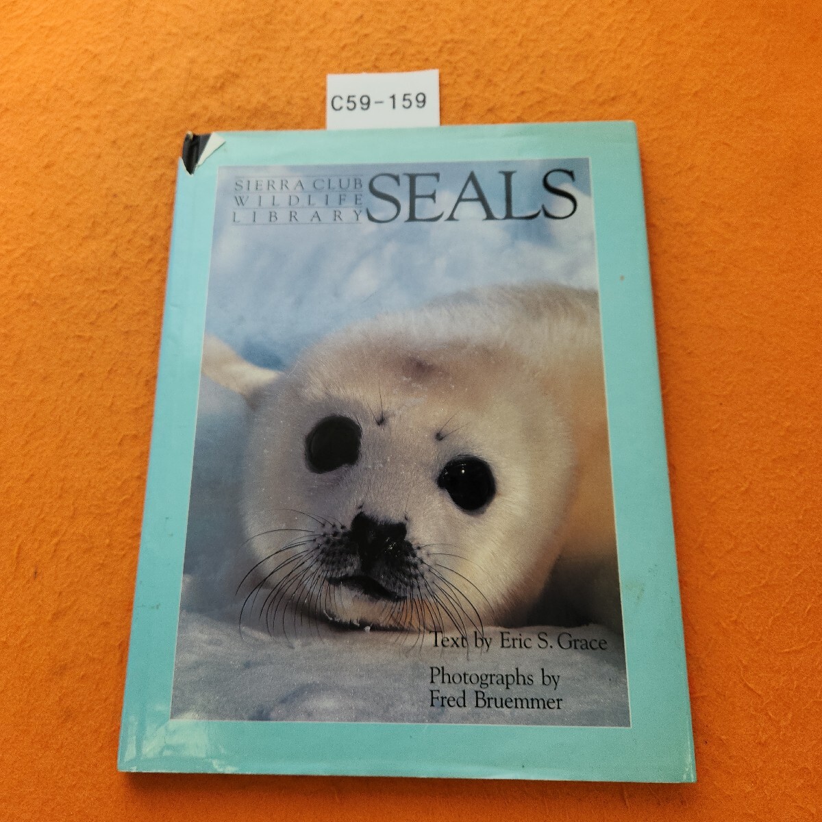 C59-159 GRACE/BRUEMMER SEALS SIERRA CLUB BOOKS/LITTLE, BROWN 洋書 表紙破れ劣化あり。拍卖