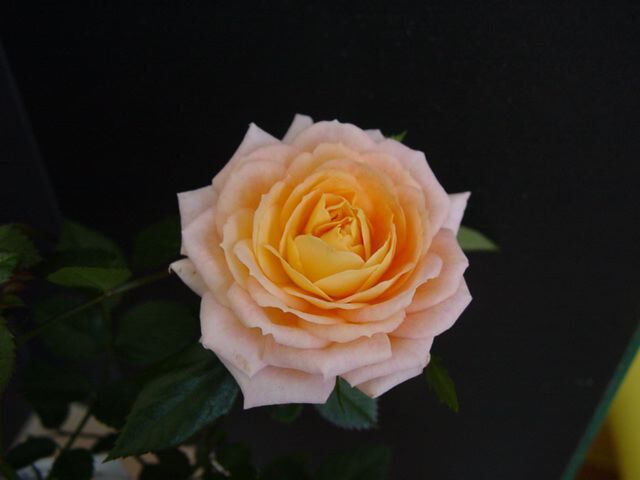 ★ミニバラ★パヒューマーコルダナ★強香★フルーティーな香り★拍卖