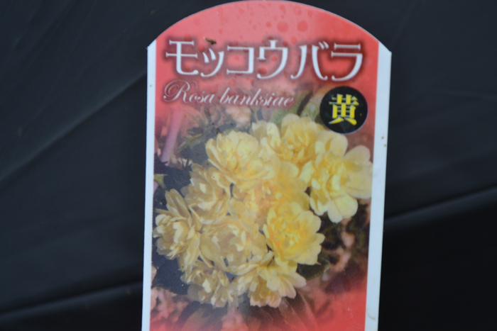 ★ミニバラ★モッコウバラ(八重)★4寸ロング★拍卖