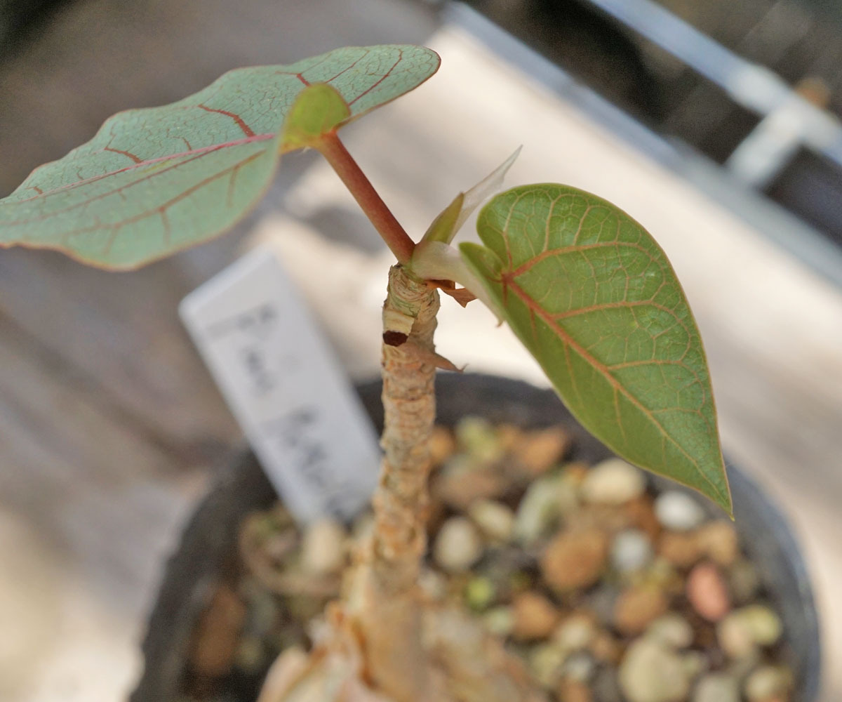 Ficus petiolaris-フィカス・ペティオラリス (1)拍卖