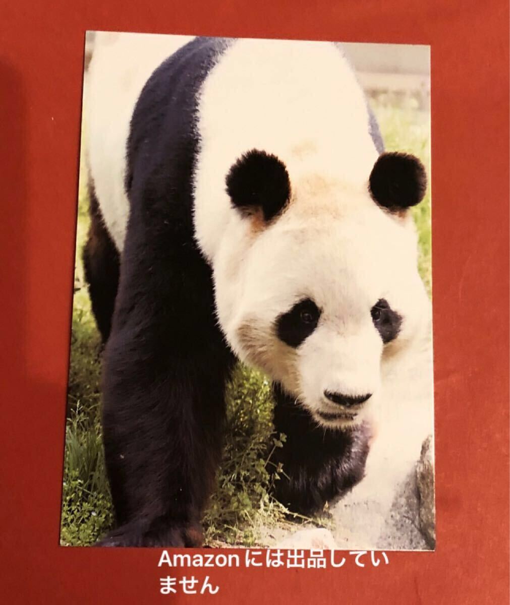 王子動物園 二代目コウコウ 昔のポストカード ジャイアントパンダ拍卖