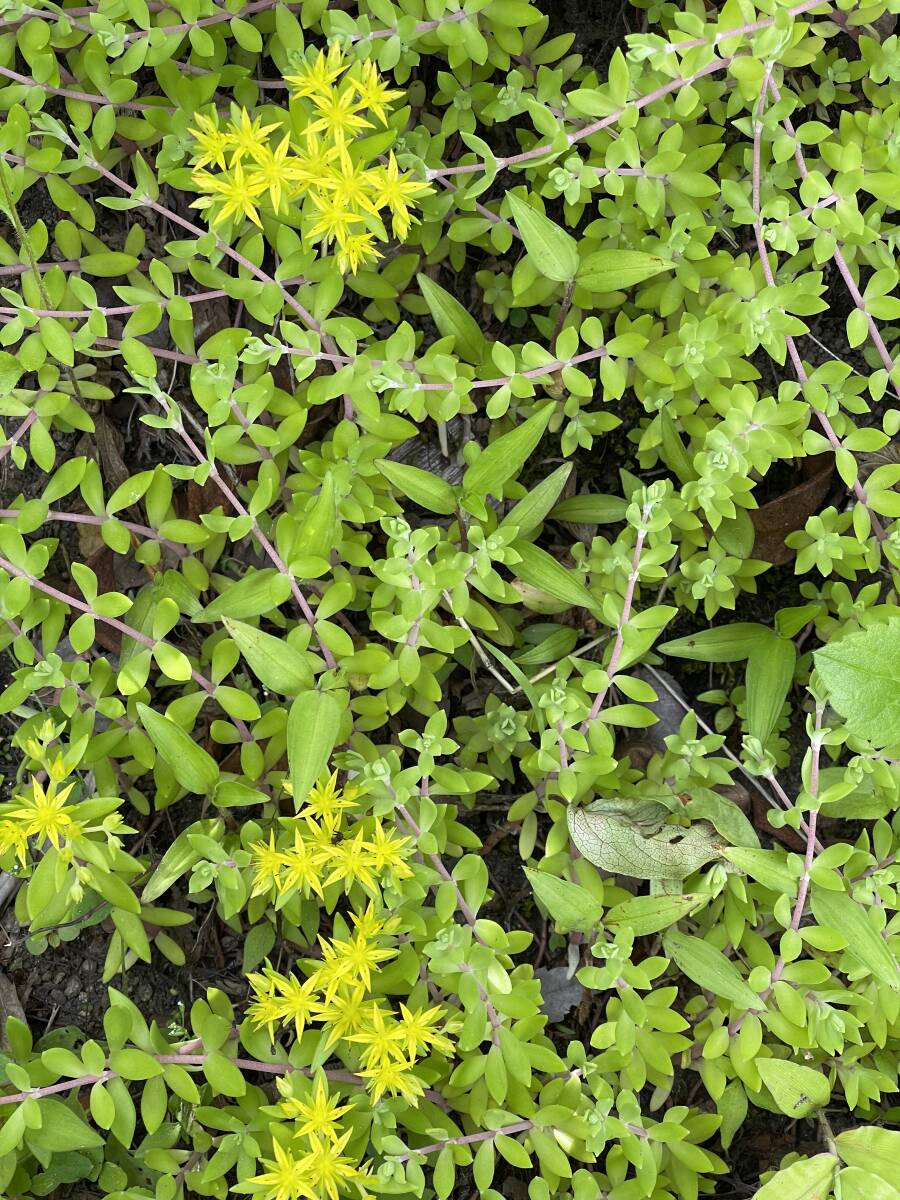 多肉植物 セダム 20本セット 送料無料 彩り広がるグリーン |ツルマンネングサ(多肉セダム)ゆうパケット拍卖