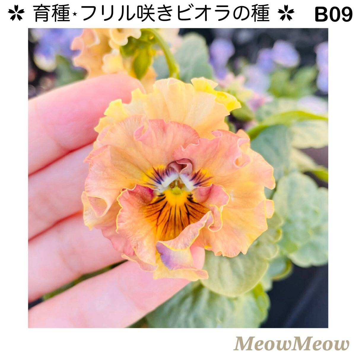 【B09】MeowMeow交配・フリルビオラの種(30粒)拍卖